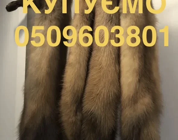 Покупаем по всей Украине шкуры кожи куницы- фото № 1