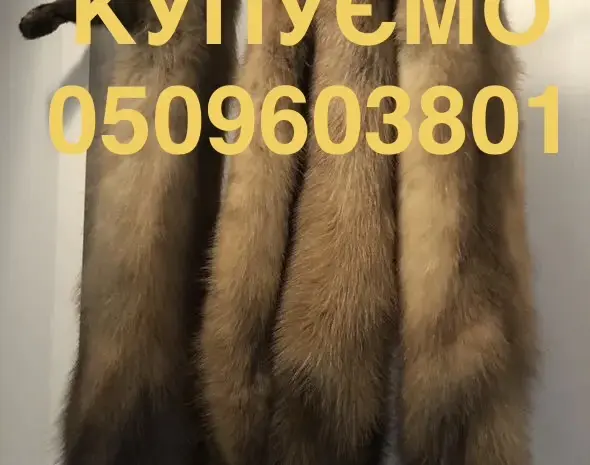 Покупаем по всей Украине шкуры кожи куницы- фото № 1
