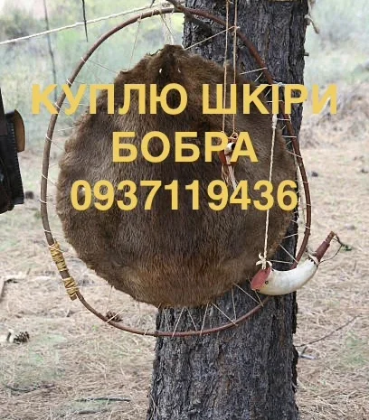 Покупаем сухие не соленые шкуры бобра без мяса и жира шкуры бобра- фото № 1