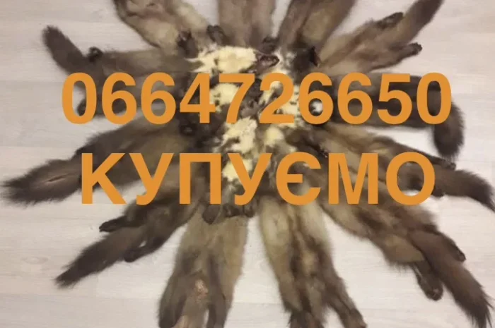 Купуємо шкіри бобра сухі та куниці- фото № 1