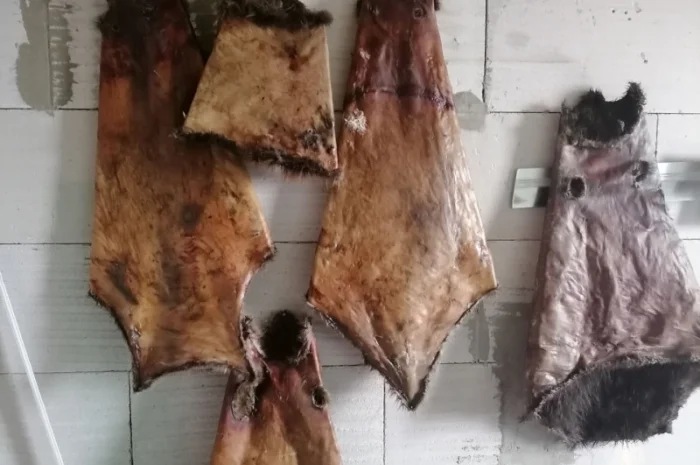 Покупаем сухие без жира и мяса шкуры бобра и струю- фото № 1