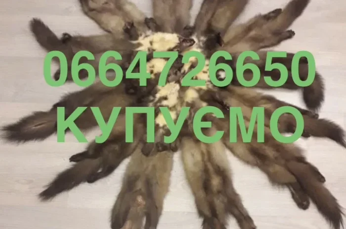 Покупаем шкуры куницы куниц мех Мех дорого- фото № 1