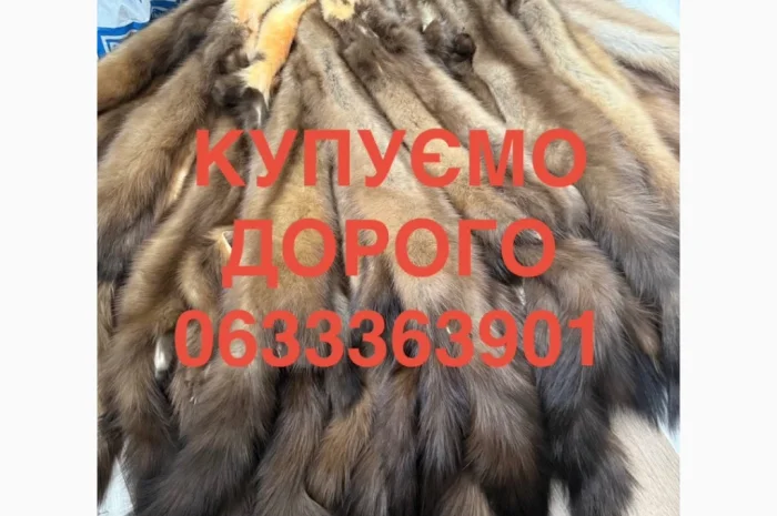 Купимо куницю шкіри дорого- фото № 1