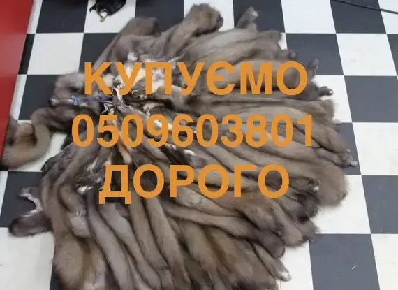 Покупаем шкуры куницы Мех куницы- фото № 1