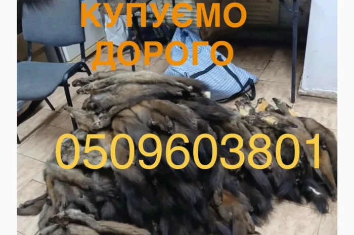 Купуємо хутро куниці бобра видри норки кроля- фото № 1