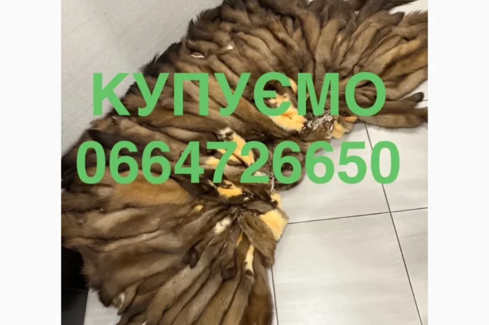 Купуємо куницю шкіри хутро куниці ДОРОГО- фото № 1