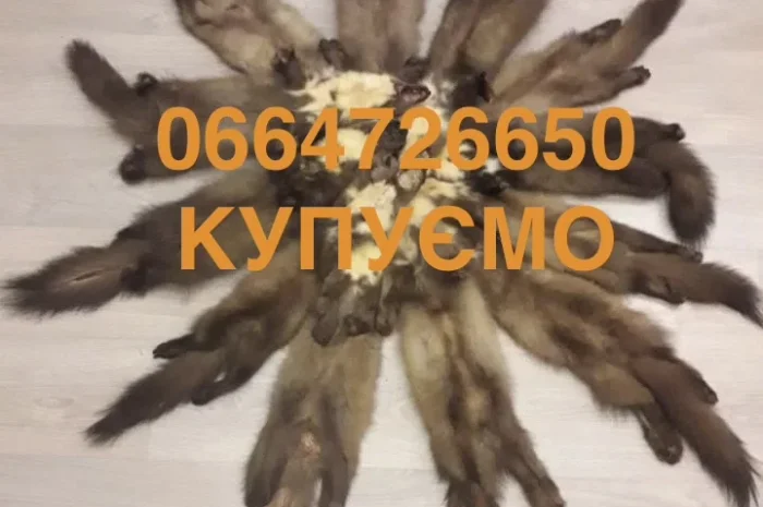 Покупаем шкуры куницы бобра норки выдры мех- фото № 1