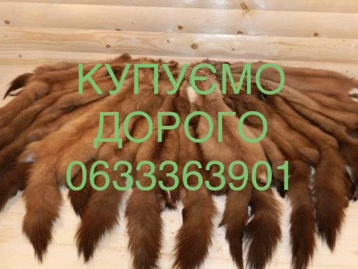 Купуємо ДОРОГО шкіри куниці шкури хутро- фото № 1