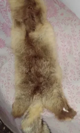 Продается мех лисицы- фото № 9