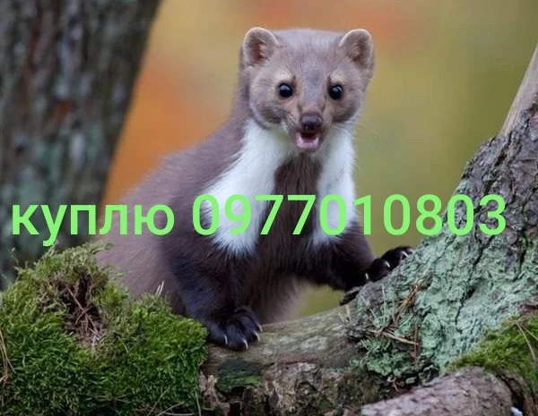 Купую шкури куниці та інших тварин- фото № 1