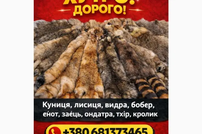 Куплю Шкури Куницы та інше- фото № 1