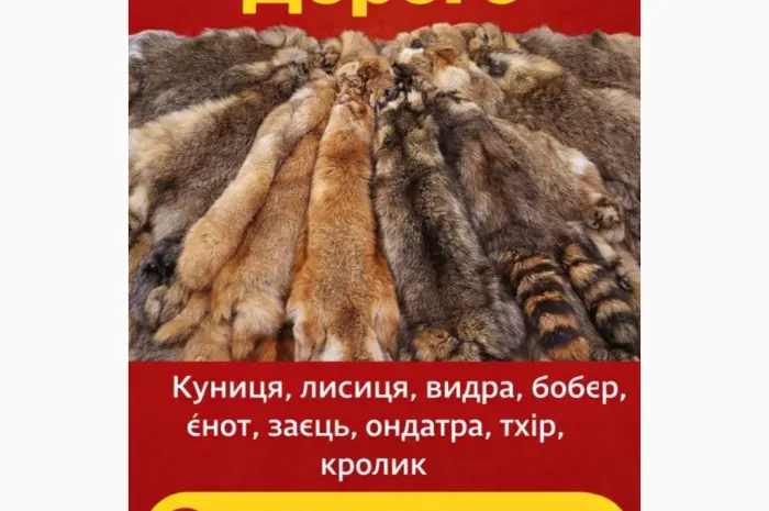 Куплю ШКУРЫ- фото № 1