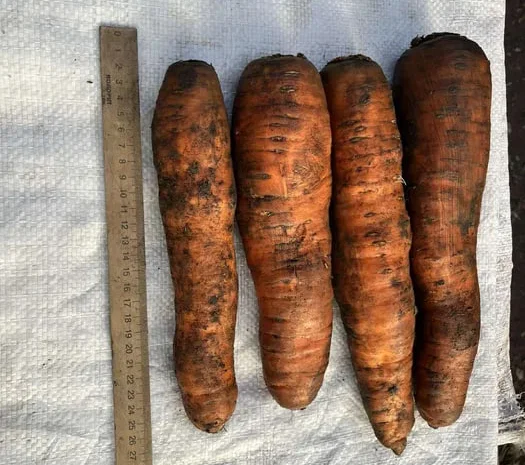 Морква на переробку на опт та в роздріб- фото № 1