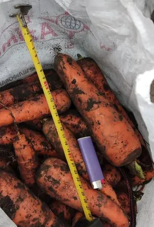 Продам моркву на переробку Кордоба та Каскад опт- фото № 1