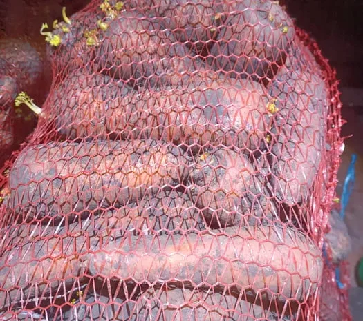 Морква на переробку та квашена капуста- фото № 1