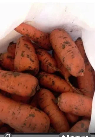 Продам моркву на переробку оптом- фото № 1