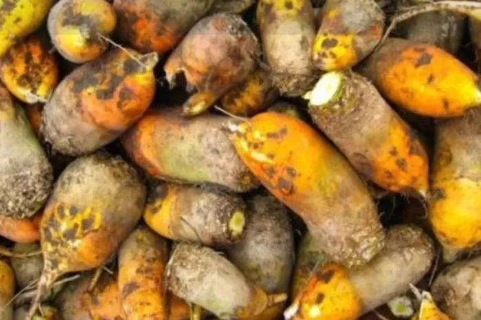 Свекла кормовая- фото № 1