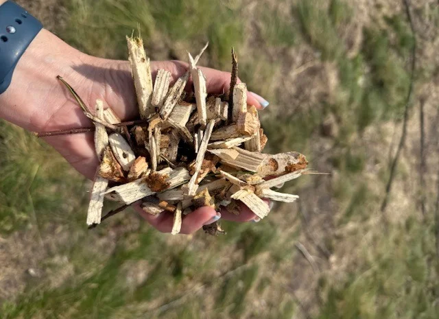 Щіпа з хвойних та листяних порід дерев- фото № 1