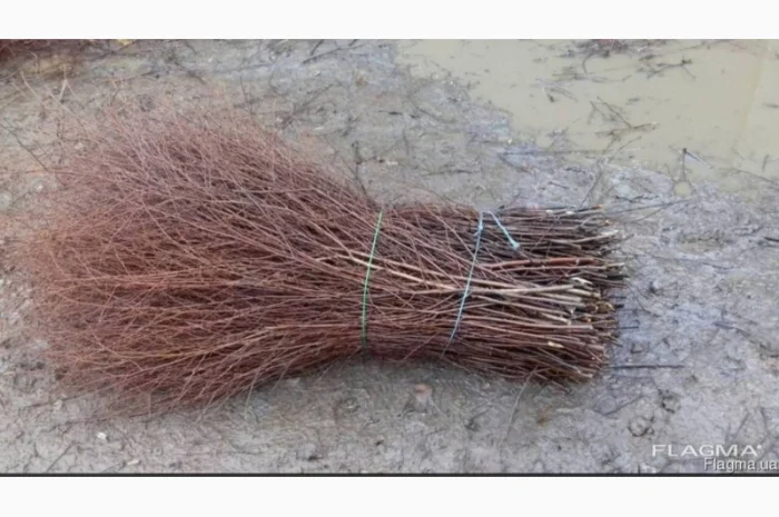 Куплю березовую ветку от 10 тонн- фото № 1