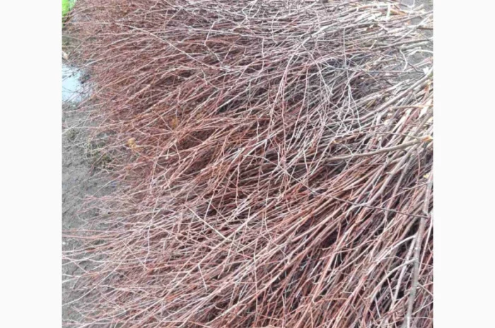 Куплю березовую ветку от 10 тонн- фото № 2