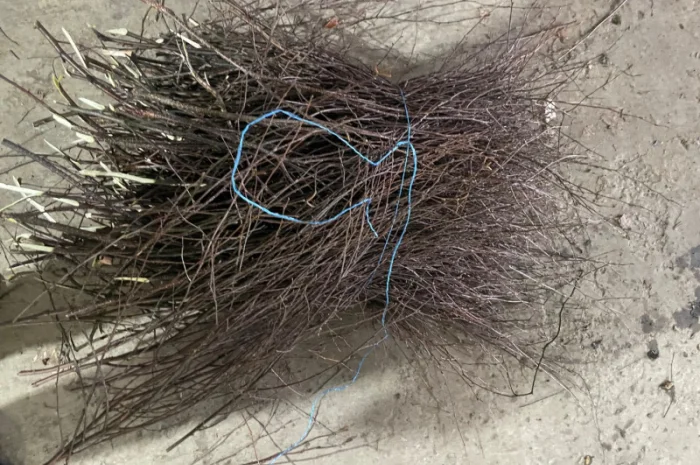 Куплю березовую ветку от 10 тонн- фото № 3