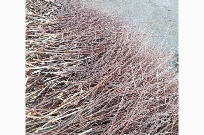 Куплю березовую ветку от 10 тонн- фото № 4