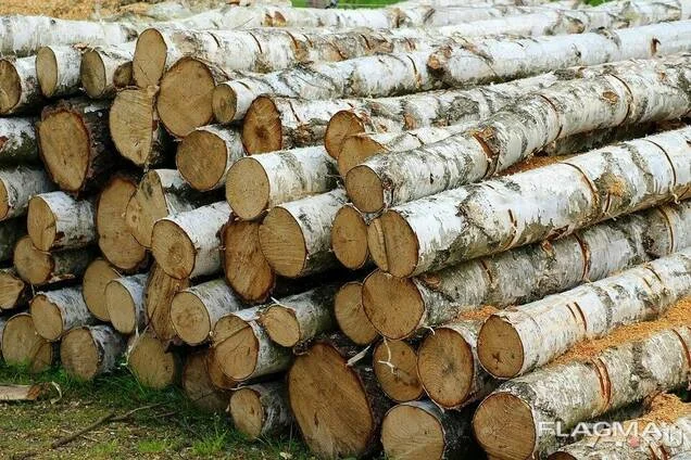 Куплю дрова метровки и щепу- фото № 2