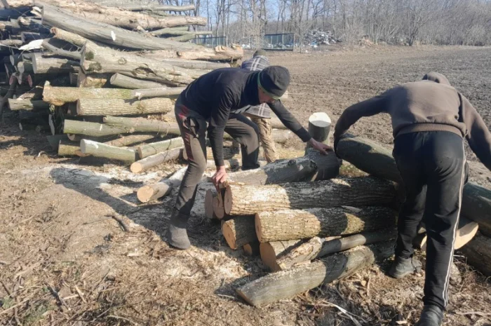 Дрова дубові метрові та колоті у продажу- фото № 1