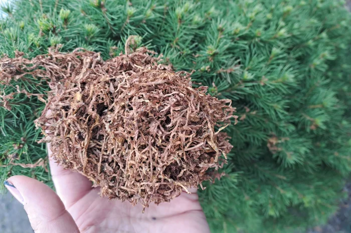 Тютюн- фото № 2