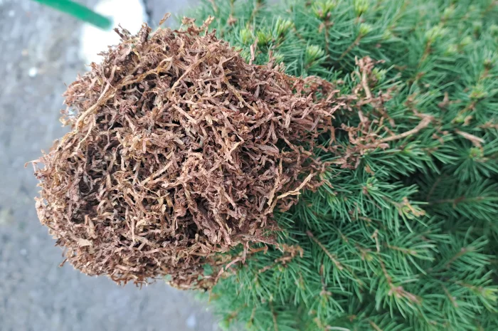 Тютюн- фото № 1