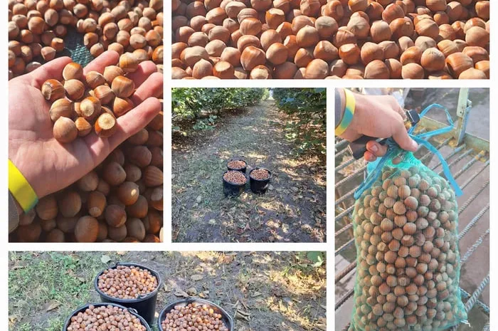 Продажа фундука Каталонский и Барселонский- фото № 1