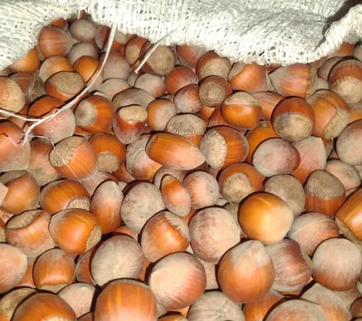 Продажа фундука и лесного ореха- фото № 1