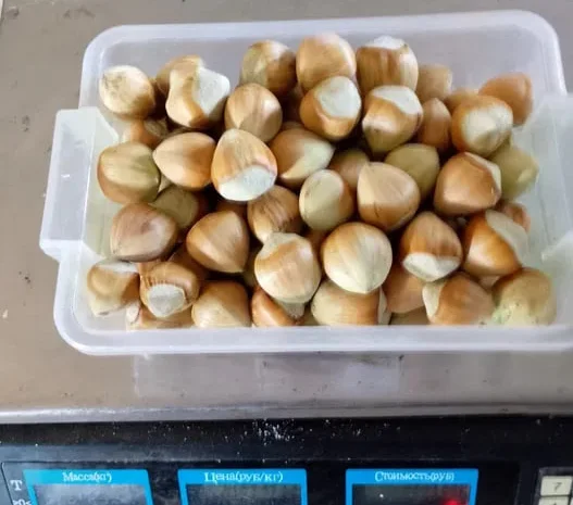 Фундук барселонський врожай 2024 року- фото № 1