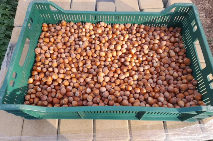 Продаж фундука- фото № 1