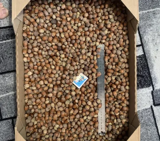 Фундук та ліщина урожаю 2025 року- фото № 1