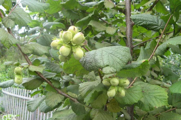 Саджанці Фундука (гурт)- фото № 1