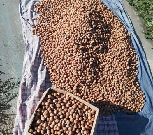 Горіхи фундук трапезунд- фото № 1