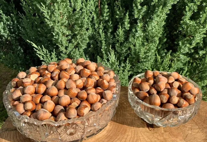 Фундук (горіхи) hazelnuts- фото № 1