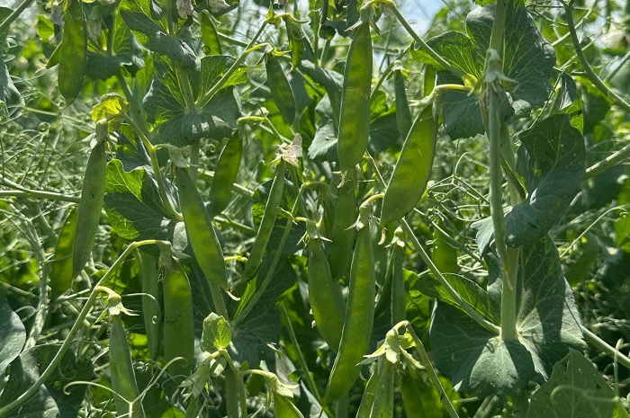 Насіння зеленого гороху Імпульс- фото № 1