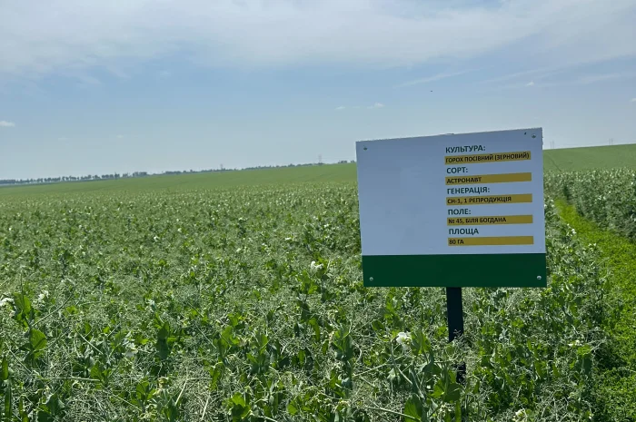 Насіння жовтого гороху Астронавт- фото № 1