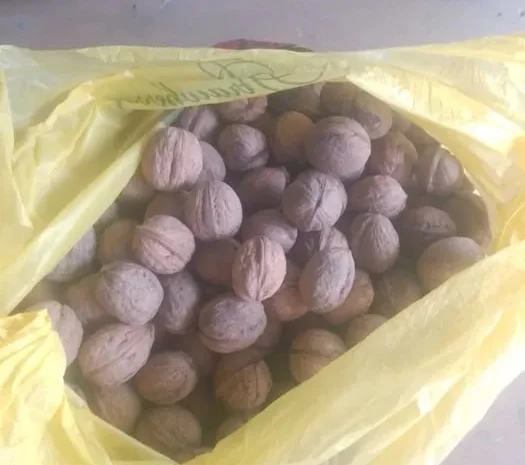 Орех грецкий . Кругляк и обычный- фото № 1