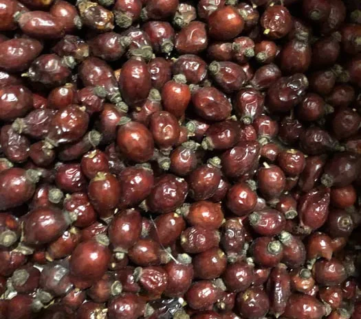 Шиповник урожаю 2025 року на продаж- фото № 1