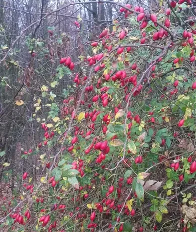 Шипшина шиповник – свіжий урожай- фото № 1