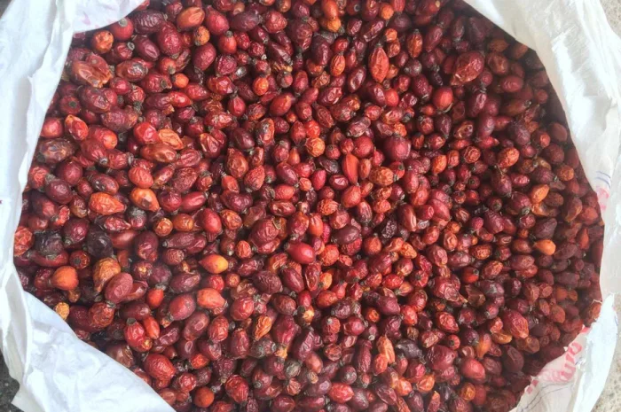 Пропонується сушена шипшина, урожай 2025 року- фото № 1