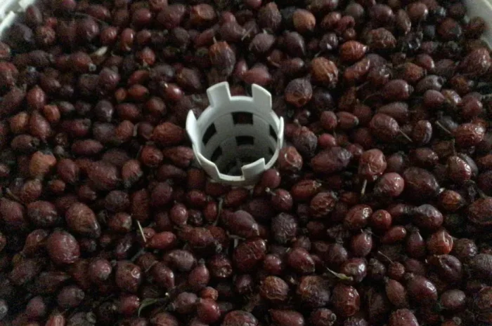 Шиповник та глід у продажу- фото № 1