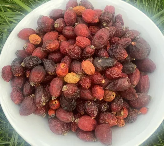 Шипшина Шиповник Продам Якісний- фото № 1