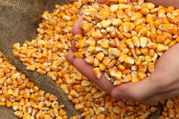 Куплю сою ГМО та кукурудзу- фото № 1