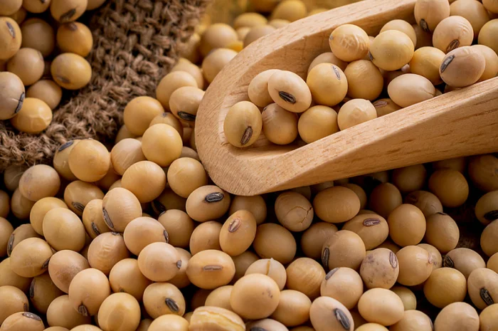 Куплю сою ГМО та кукурудзу- фото № 2