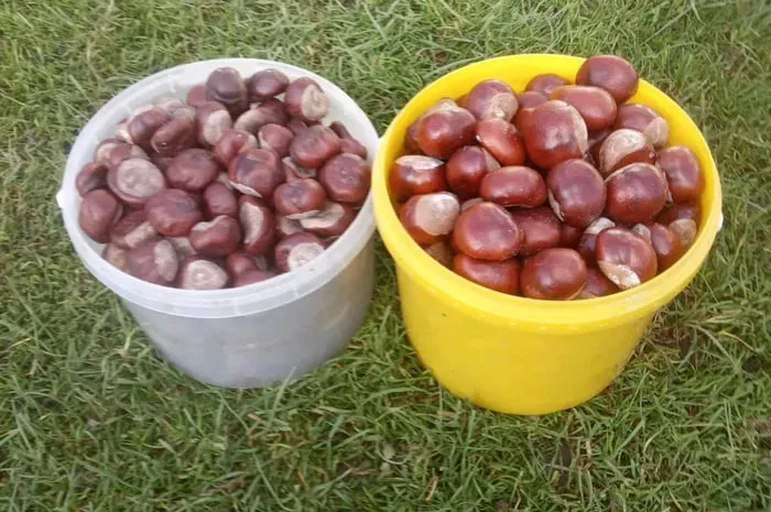 Каштани звичайні (кінські)- фото № 1