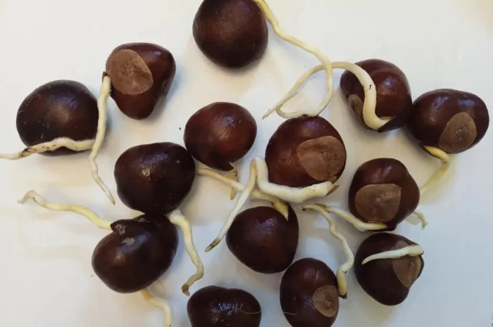 Каштан рожевий Бріотті пророщений насіння- фото № 1